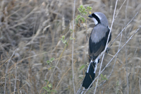 Lanius excubitoroides